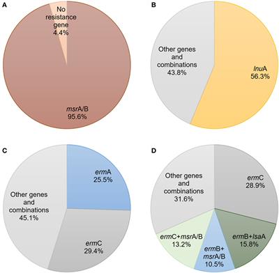 Prevalence of Genotypes That Determine Resistance of Staphylococci to Macrolides and Lincosamides in Serbia